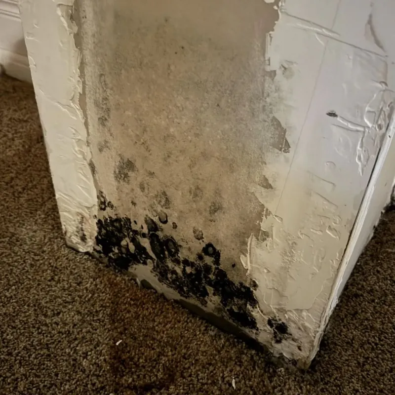 Professional Mold Removal in Marshfield, MA